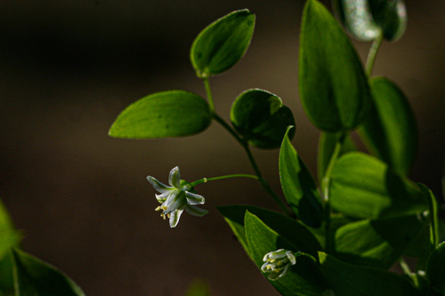 Asparagus asparagoides image