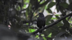 Cercomacroides laeta