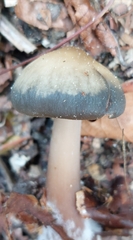 Rhodocollybia butyracea