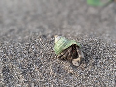 Coenobita