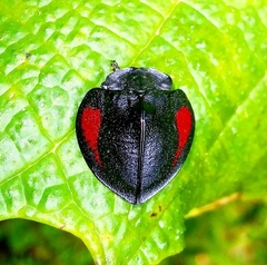 Cyrtonota