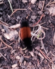 Pyrrharctia isabella