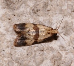 Phalonidia contractana