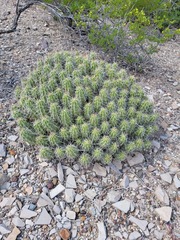 Echinocereus enneacanthus enneacanthus