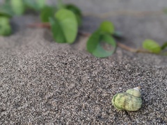 Coenobita