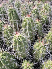 Echinocereus enneacanthus enneacanthus