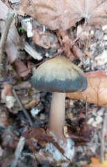 Rhodocollybia butyracea