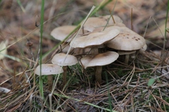 Pholiota terrestris