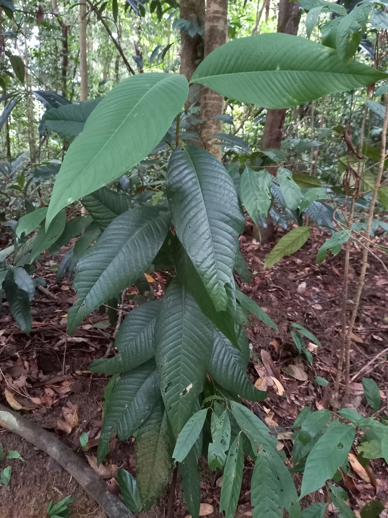 Garcinia griffithii (Garcinia griffithii)