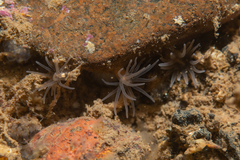 Gonactinia prolifera