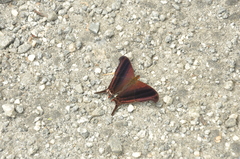 Marpesia zerynthia