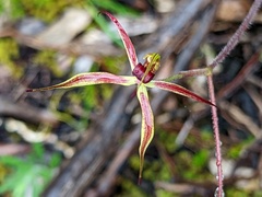 Caladenia leptochila