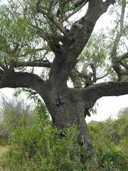 Sapium haematospermum