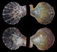 Laevichlamys squamosa