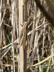 Eyprepocnemis plorans