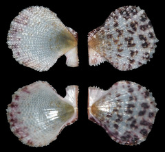 Laevichlamys squamosa