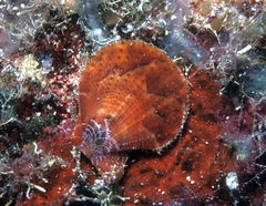 Laevichlamys squamosa