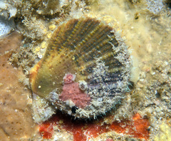 Laevichlamys squamosa