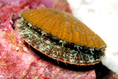 Laevichlamys squamosa