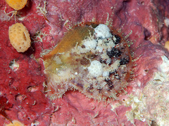 Laevichlamys squamosa