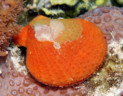 Laevichlamys squamosa