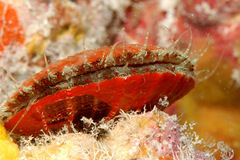 Laevichlamys squamosa