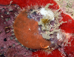 Laevichlamys squamosa