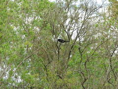 Icterus pyrrhopterus