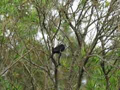 Icterus pyrrhopterus