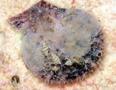 Laevichlamys squamosa