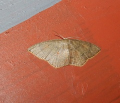 Cyclophora