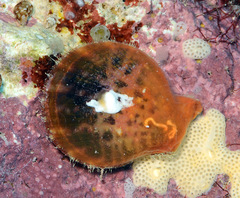 Laevichlamys squamosa