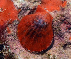 Laevichlamys squamosa