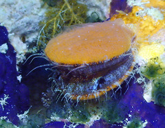 Laevichlamys squamosa