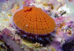 Laevichlamys squamosa