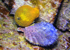 Laevichlamys squamosa