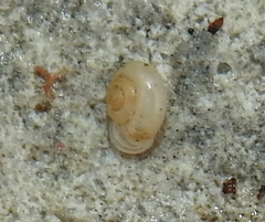 Vallonia pulchella