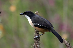 Laniarius ferrugineus