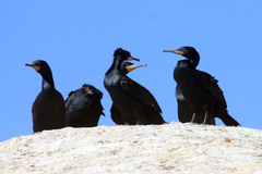 Phalacrocorax capensis