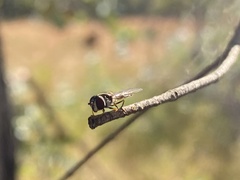 Simosyrphus grandicornis