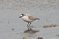 Charadrius marginatus