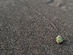 Coenobita