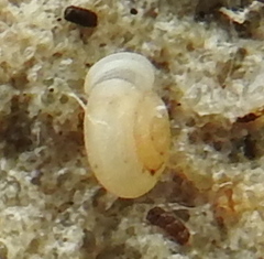 Vallonia pulchella
