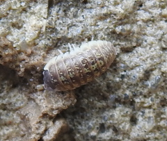 Armadillidium versicolor