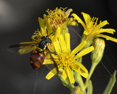 Chrysotoxum triarcuatum