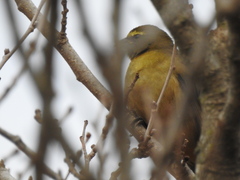 Saltator coerulescens