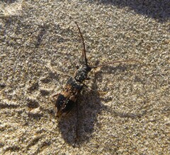 Phoracantha semipunctata