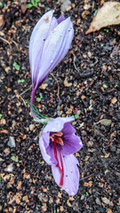 Crocus sativus