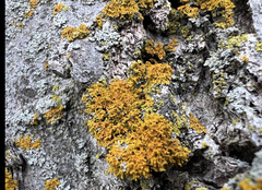 Xanthomendoza weberi