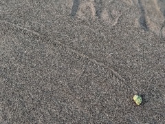 Coenobita